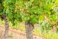 White grapes hanging on a vine old. Royalty Free Stock Photo