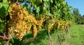 White grapes from the Italian hills of fine wine Royalty Free Stock Photo