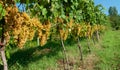 White grapes from the Italian hills of fine wine Royalty Free Stock Photo