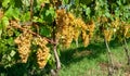 White grapes from the Italian hills of fine wine Royalty Free Stock Photo