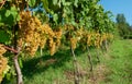 White grapes from the Italian hills of fine wine Royalty Free Stock Photo