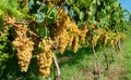 White grapes from the Italian hills of fine wine Royalty Free Stock Photo