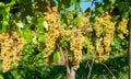 White grapes from the Italian hills of fine wine Royalty Free Stock Photo