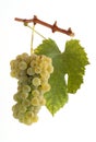 White grapes with leaf Royalty Free Stock Photo