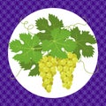 White grapes