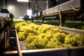 White grapes are lying on a conveyor belt at the white wine production facility in the winery