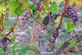 White grapes of Sauternes AOC in the rain