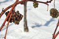 White grapes in the snow Royalty Free Stock Photo