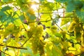 White grapes background in the summer outdoors Royalty Free Stock Photo