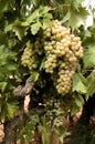 White grapes on vine Royalty Free Stock Photo