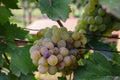 White grapes on vine at the vineyard