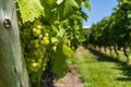 White grapes on a vine in a vineyard in Mendoza on a sunny day. Royalty Free Stock Photo