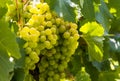 White grapes on a vine in a vineyard in Mendoza on a sunny day. Royalty Free Stock Photo