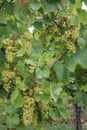 White grapes on a vine Royalty Free Stock Photo