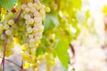 White grapes in the vineyard