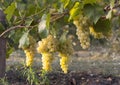 White grapes vineyard and white grapes fruit. White grapes agriculture Royalty Free Stock Photo