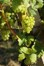 White grapes in Vineyard in sunlight Royalty Free Stock Photo