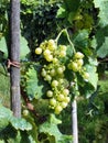 White grapes in a vineyard