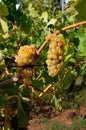 White grapes in a Vineyards in Chianti Royalty Free Stock Photo