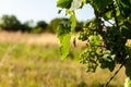 White grapes in the vineyards in the Istrian countryside Royalty Free Stock Photo