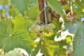 White grapes and a wasp