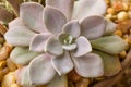 A Pale Graptoveria Chalk succulent Royalty Free Stock Photo