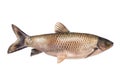 White grass carp 14 kilogram isolated on a white