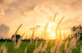 White grass flower on blurred background green rice paddy field and morning sunlight with golden sky. Countryside view. Beauty in Royalty Free Stock Photo