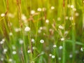 White grass flower , eriocaulon decangulare. White dot grass