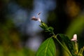 White grass flower with green stem, green background of leaves and grass Royalty Free Stock Photo