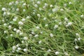 White grass flower of mountain clover or trifolium repensthe white clover, Dutch clover, Ladino clover, or Ladino flowering