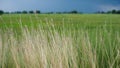 The white grass flower was gently blown by the wind, beautifully. There is meadow a blurred background.