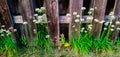 White grass flowers grow in front of the fence Royalty Free Stock Photo