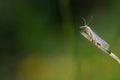 A white grass moth Crambus perlella sits in front of a green background on a blade of grass that protrudes into the picture from