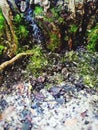 White gravel mingling with green moss deep in the jungle