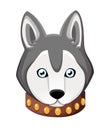 White And Gray Adult Siberian Husky Dog With Blue Eyes . Face of dog. Nice puppy for greeting card, pet shop or veterinary clinics