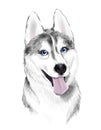 White And Gray Adult Siberian Husky Dog