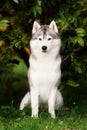 White And Gray Adult Siberian Husky Dog Or Sibirsky Husky