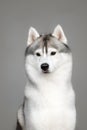 White And Gray Adult Siberian Husky Dog Or Sibirsky Husky Royalty Free Stock Photo