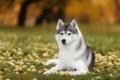 White And Gray Adult Siberian Husky Dog Or Sibirsky Husky