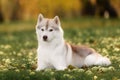 White And Gray Adult Siberian Husky Dog Or Sibirsky Husky