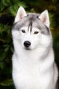 White And Gray Adult Siberian Husky Dog Or Sibirsky Husky Royalty Free Stock Photo
