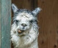 White and gray Alpaca standing in doorway with funny mouth Royalty Free Stock Photo