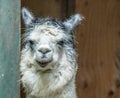 White and gray Alpaca standing in doorway smiling Royalty Free Stock Photo