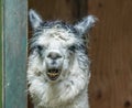 White and gray Alpaca standing in doorway with funny expressions Royalty Free Stock Photo