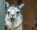 White and gray Alpaca Vicugna pacos standing in doorway with funny expressions Royalty Free Stock Photo