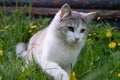 A white cat with gray spots plays among the grass Royalty Free Stock Photo