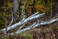 white gray birch trunks lie felled Royalty Free Stock Photo