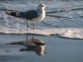 Seagull wading in the tide on a bright California winter day