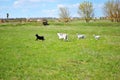 White, gray and black goatling running to goat on green meadow near old farm with two water tower Royalty Free Stock Photo